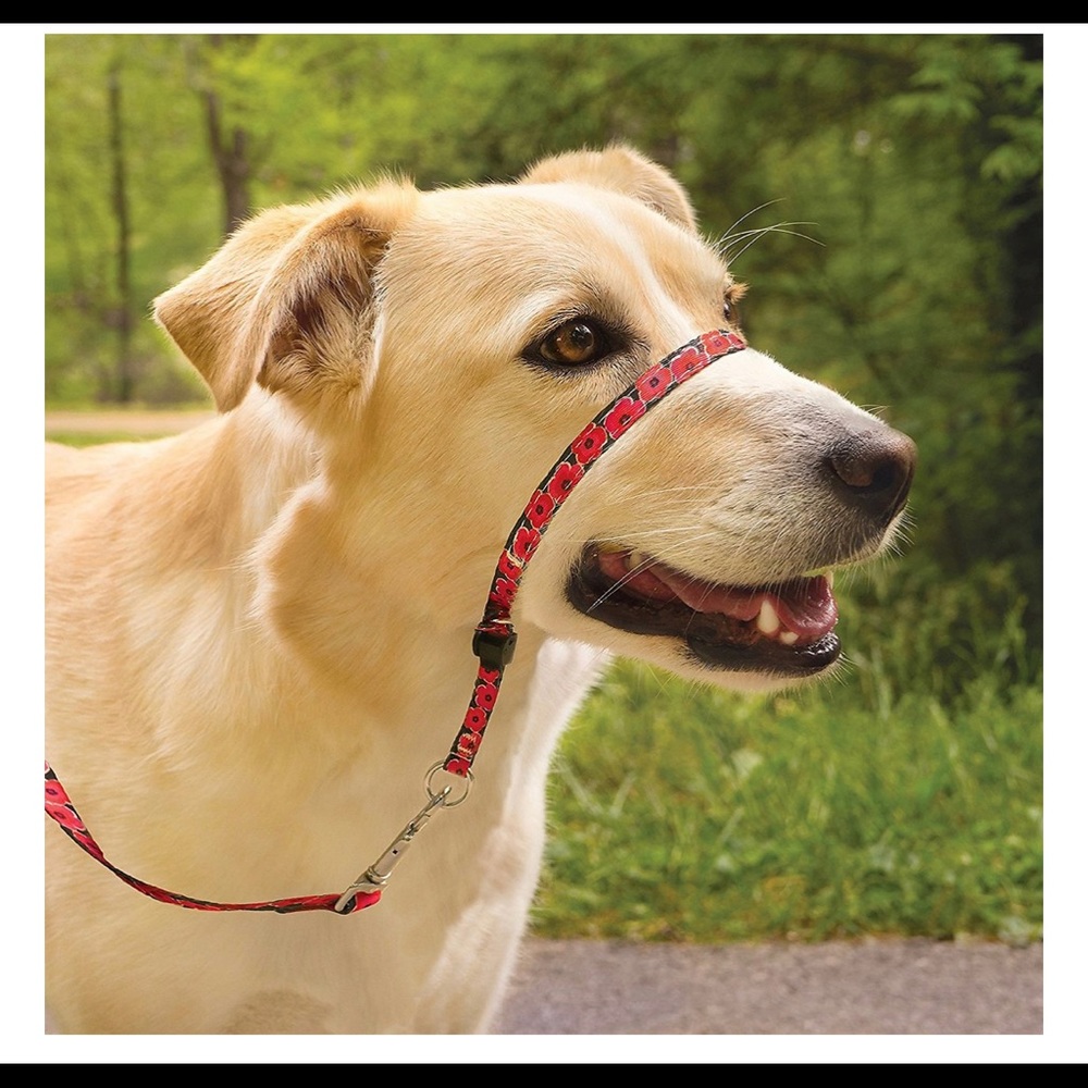 Gently Used PetSafe Gentle Leader